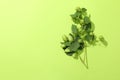 Branch of fresh hop on green background Royalty Free Stock Photo