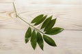 Branch of fresh laurel leaves on wood table