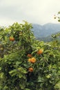 Branch of fresh naranjas on a tree in mediteranean island Majorca