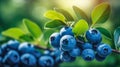 Branch of fresh organic blueberries, Vaccinium corymbosum