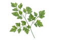 Branch of fresh parsley Royalty Free Stock Photo