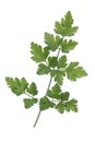 Branch of fresh parsley Royalty Free Stock Photo