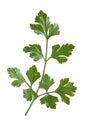 Branch of fresh parsley Royalty Free Stock Photo