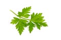 Branch of fresh parsley Royalty Free Stock Photo