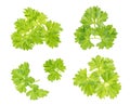 Branch of fresh parsley isolated on white Royalty Free Stock Photo