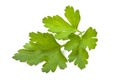 Branch of fresh parsley Royalty Free Stock Photo