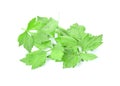 Branch of fresh parsley Royalty Free Stock Photo