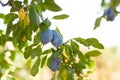 A sprig of fresh prunes Royalty Free Stock Photo