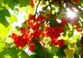 Branch with fresh red currant fruit Royalty Free Stock Photo