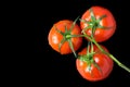 A branch of fresh red tomatoes on a black isolated background. Close up view Royalty Free Stock Photo