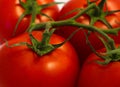 Branch of fresh red tomatoes. Photo depicts a bright colorful na Royalty Free Stock Photo