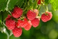 branch of fresh ripe raspberry hanging on a bush in a garden Royalty Free Stock Photo