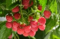 branch of fresh ripe raspberry hanging on a bush in a garden Royalty Free Stock Photo