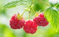 branch of fresh ripe raspberry hanging on a bush in a garden Royalty Free Stock Photo