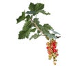 Branch of fresh ripe red currant isolated on white background Royalty Free Stock Photo