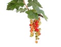 Branch of fresh ripe red currant isolated on white background Royalty Free Stock Photo