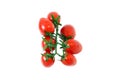 A branch of fresh ripe tomatoes