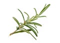 Branch of fresh rosemary isolated on white background. Royalty Free Stock Photo