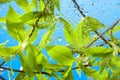 Branch with fresh spring leaves and sky Royalty Free Stock Photo
