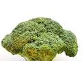 Branch of fresh tasty green broccoli cabbage, Broccoli isolated on white background Royalty Free Stock Photo