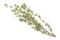 Branch of fresh thyme spice isolated on white background. Fragrant thyme Royalty Free Stock Photo