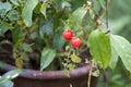 branch of fresh tiny tomatoes hanging on tree in garden, little tomato fruits in growth in garden forest tree