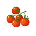 Branch of fresh tomatoes cherry. Royalty Free Stock Photo