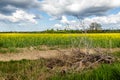 Branch at front of Rapeseed field blooming at spring.