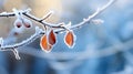 Branch with Frost-Covered Dry Autumn Yellow Leaves on Blurred Winter Background. Late Fall. Morning Time. AI Generative Royalty Free Stock Photo