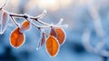 Branch with Frost-Covered Dry Autumn Yellow Leaves on Blurred Winter Background. Late Fall. Morning Time. AI Generative Royalty Free Stock Photo