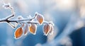 Branch with Frost-Covered Dry Autumn Yellow Leaves on Blurred Winter Background. Late Fall. Morning Time. AI Generative Royalty Free Stock Photo