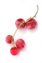 Branch Frozen red currants