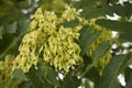 Ailanthus altissima branches