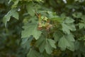 Acer campestre fruit Royalty Free Stock Photo