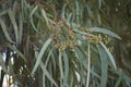 Branch with green leaves of Eucalyptus Royalty Free Stock Photo