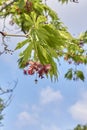 Acer japonicum plant Royalty Free Stock Photo