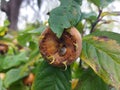 Branch with fruit of Mespilus germanica. Royalty Free Stock Photo