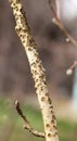 A branch of a fruit tree damaged by a buffalo leafhopper (Stictocephala bisonia Royalty Free Stock Photo
