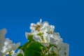 Branch From Fruit Tree With White Flowers With Bee