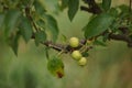 A branch of a fruit tree with three green apples and big leaves, summer garden Royalty Free Stock Photo