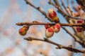 A branch of a fruit tree with white-pink buds that will soon open into a flower
