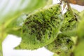 Branch of fruit tree with wrinkled leaves affected by black aphid. Cherry aphids, black fly on cherry tree, severe damage from