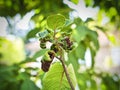 Branch of fruit tree with wrinkled leaves affected by black aphid. Cherry aphids, black fly on cherry tree