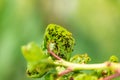 Branch of fruit tree with wrinkled leaves affected by black aphid Royalty Free Stock Photo
