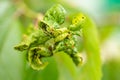 Branch of fruit tree with wrinkled leaves affected by black aphid