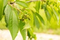 Branch of fruit tree with wrinkled leaves affected by black aphid