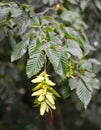 Branch with fruits of common hornbeam Carpinus betulus L