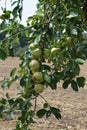 branch full of apples Royalty Free Stock Photo