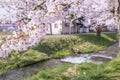Branch of full blooming cherry blossom over river. Royalty Free Stock Photo