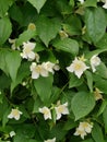 A branch full of green white farm jasmine